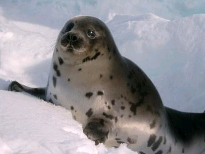 Free Peta Kids Comic Books Stickers Savemoneyindia